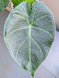 Alocasia Regal Shield