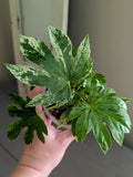 Fatsia Spiders Web