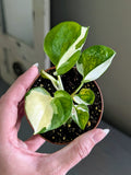Philodendron Forest of White - Actual Plant