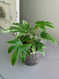 Fatsia Spiders Web