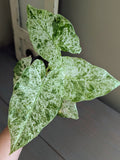 Alocasia Blizzard Odora Batik