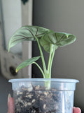 Alocasia Silver Dragon