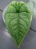Alocasia Melo