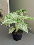 Alocasia Blizzard Odora Batik