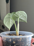 Alocasia Melo