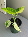 Alocasia Gageana Aurea