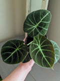 Alocasia Black Velvet