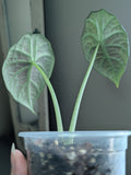 Alocasia Maharani Grey Dragon