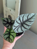 Alocasia White Dragon
