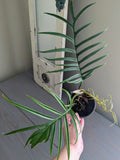 Philodendron Tortum
