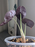 Alocasia Cuprea Red Secret