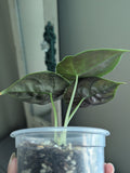 Alocasia Azlanii