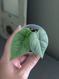 Alocasia Melo