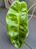 Philodendron Paraiso Verde