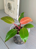 Philodendron Prince of Orange