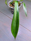 Philodendron Joepii