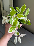 Hoya Krimson Queen Tricolor
