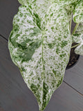 Alocasia Blizzard Odora Batik