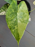 Alocasia Gageana Aurea