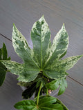 Fatsia Spiders Web