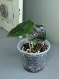 Alocasia Azlanii