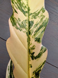 Philodendron Caramel Marble Pluto - Actual Plant
