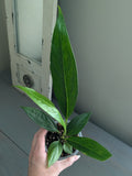 Anthurium Big Bill