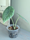 Alocasia Maharani Grey Dragon