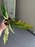 Philodendron Caramel Marble Pluto - Actual Plant