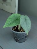 Alocasia Melo