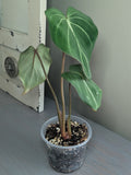 Philodendron Gloriosum Dark Form