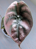Alocasia Cuprea Red Secret