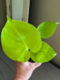 Monstera Super Golden Lemon Lime