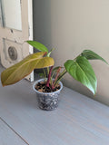 Philodendron Summer Glory