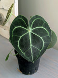 Anthurium Clarinervium Hybrid
