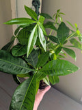 Money Tree