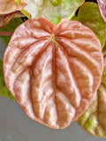 Peperomia Quito Bright Orange