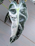 Alocasia Bambino Variegated Pink & White - Actual Plant