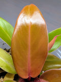 Philodendron McColley's Finale