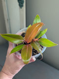 Philodendron McColley's Finale
