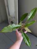 Philodendron Jungle Boogie