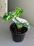 Alocasia Frydek Variegated