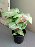 Syngonium Milk Confetti