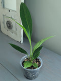 Anthurium Big Bill