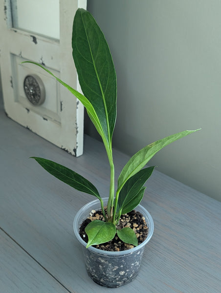 big bill anthurium Anthurium Big Bill – Secondhand Stardust