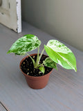 Monstera Bulbasaur - Actual Plant