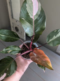 Philodendron Pink Princess
