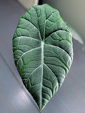 Alocasia Maharani Grey Dragon
