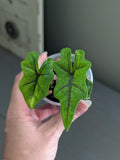 Alocasia Jacklyn