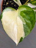 Philodendron Forest of White - Actual Plant